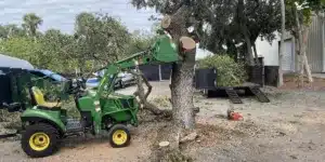 Tree Care & Safety in Hayward: Why Bay Tree Removal Service is the Ultimate Choice