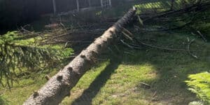 Ridge Tree Trimming Service: A Pillar of Oakland's Green Health