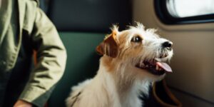 The Rise of Pet-Friendly Skies: A Look at Traveling with Pets in a Private Jet