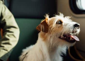 The Rise of Pet-Friendly Skies: A Look at Traveling with Pets in a Private Jet
