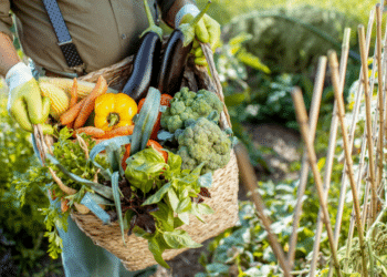 Embracing Farm-to-Table Cuisine in California | CA Gazette