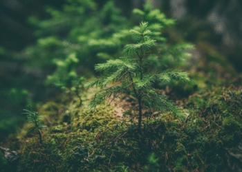 Assessing the Impact | CA Gazette