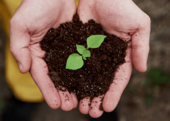 Los Angeles' Commitment to Sustainable Living | CA Gazette