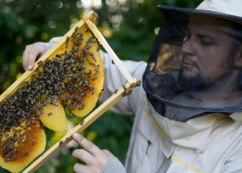 The Benefits of Urban Beekeeping for Sustainable City Living | CA Gazette