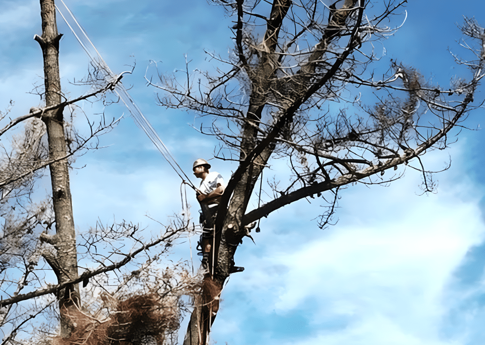Keep Your Home and Family Safe With AM/PM Tree Services