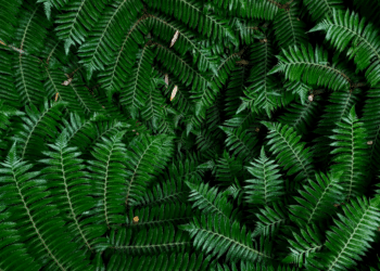 Unveiling the Secrets of Australian Native Plant Care