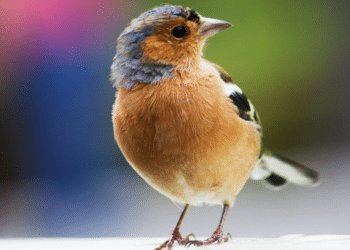 Feather Frenzy Decoding Skin and Coat Issues in Pet Birds