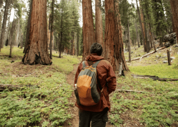 The Ancient Wisdom of Old-Growth Forests: Understanding Their Significance