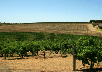 Discover Attractions and Activities in Adelaide, Australia