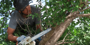 Tree Trimming Advice Expert Tips for a Healthy Yard