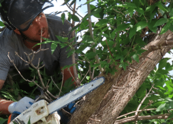 Tree Trimming Advice Expert Tips for a Healthy Yard