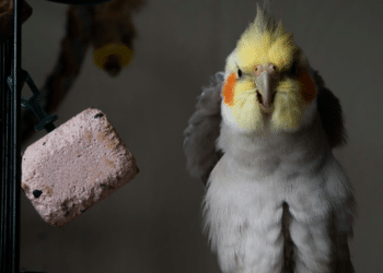 Cockatiel Haven Designing a Bird-Friendly Home