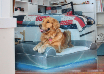 A Potential Aid for Canine Arthritis from Dog Cloud