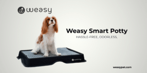 Explore Weasy Smart Potty A Solution for Urban Pet Owners