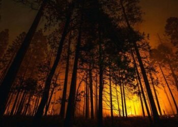 Wildfire Burn Care: Dr. Bardia Anvar Shares Essential Steps for Treating and Recovering from Severe Injuries