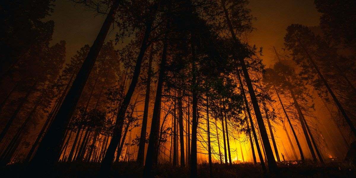 Wildfire Burn Care: Dr. Bardia Anvar Shares Essential Steps for Treating and Recovering from Severe Injuries