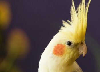 Understanding the Lifespan and Growth Stages of Cockatiels