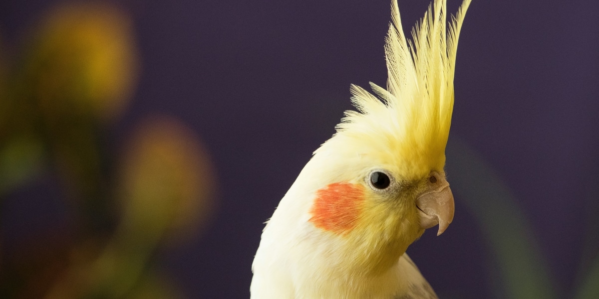 Understanding the Lifespan and Growth Stages of Cockatiels