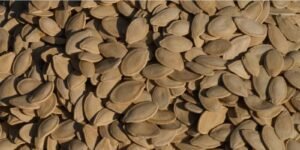 Dr. Pompa’s Favorite Snack: The Power of Pumpkin Seeds