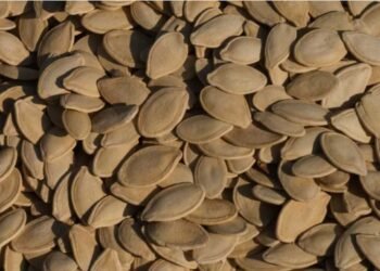 Dr. Pompa’s Favorite Snack: The Power of Pumpkin Seeds