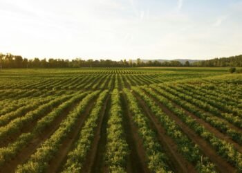 Melissa Mabe: Sustainable Beauty in Agriculture and Design