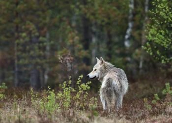 Monitoring Gray Wolf Populations and Their Impact in California