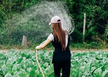 Water Restrictions Impact Agricultural Operations in California