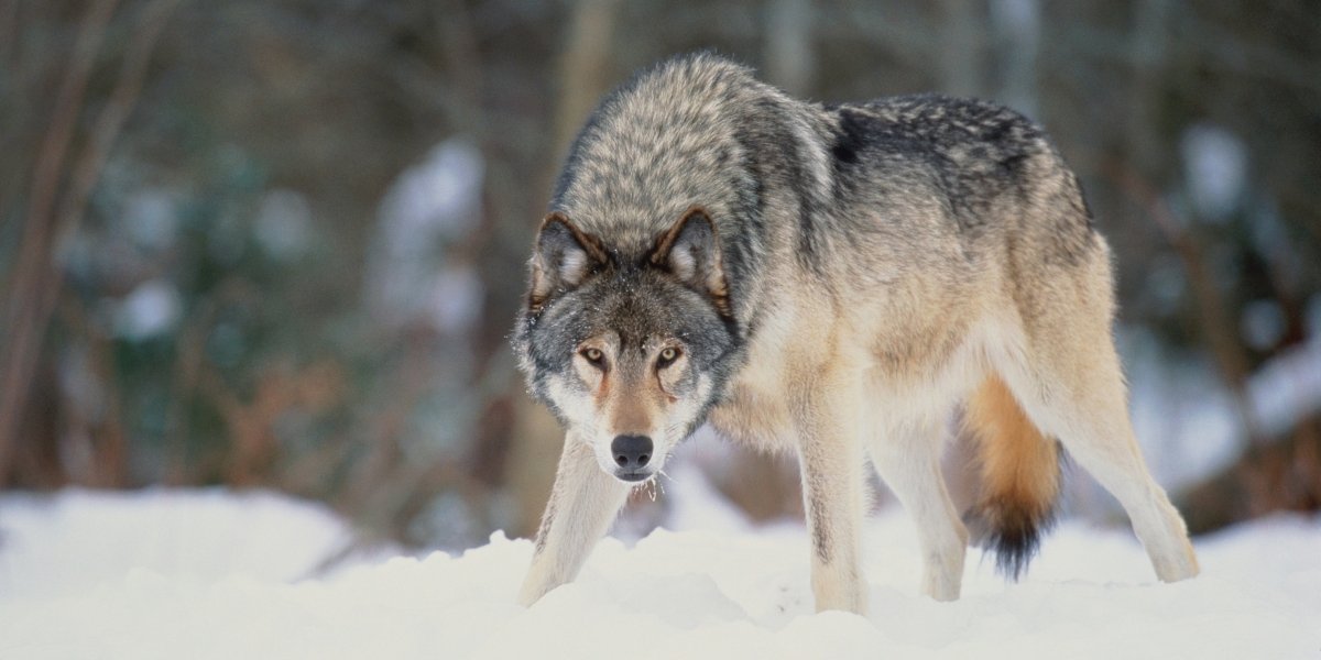 BEY03F Wolf Travels 375 Miles to Reach Los Angeles County