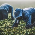 California Lawmakers Push to Rename César Chávez Day to Farmworkers Day