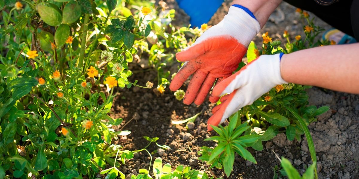 California's Central Valley Farmers Face Growing Fertilizer Crisis as Persian Gulf Shipping Disruptions Squeeze Spring Planting Season