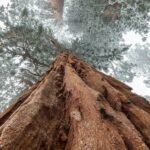Two California Trees Hold The World's Records For Height And Size
