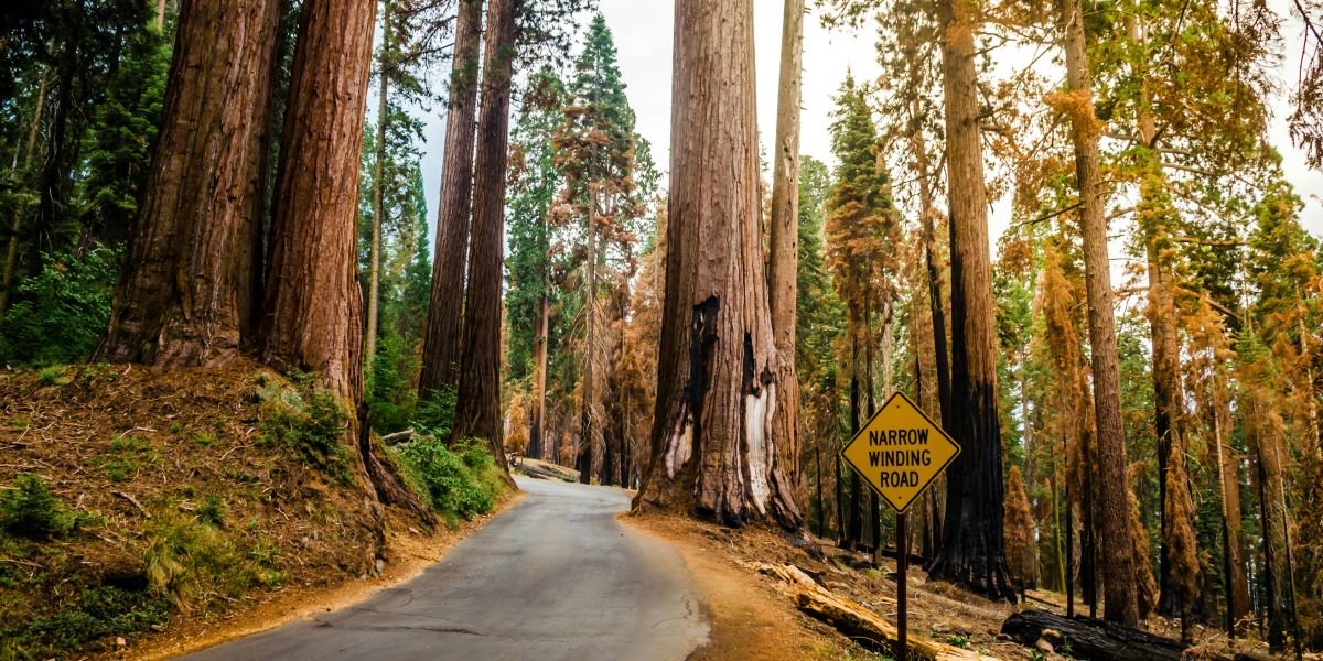 Two California Trees Hold The World's Records For Height And Size