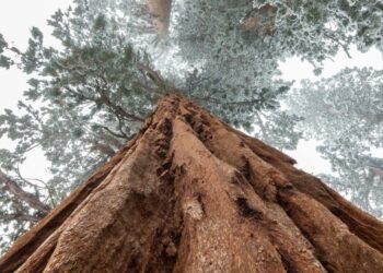 Two California Trees Hold The World's Records For Height And Size
