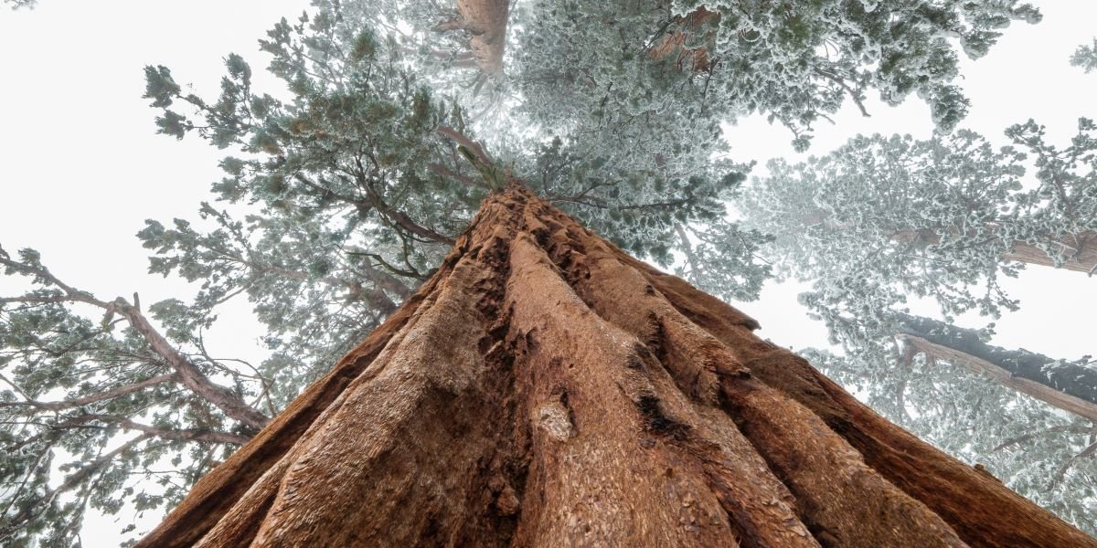 Two California Trees Hold The World's Records For Height And Size