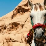 Philanthropist Ann Lesley Smith Explores Why Purebred Arabian Horses Teach Leadership Better Than the Boardroom