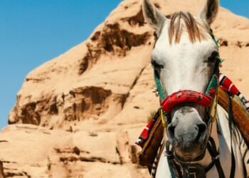 Philanthropist Ann Lesley Smith Explores Why Purebred Arabian Horses Teach Leadership Better Than the Boardroom