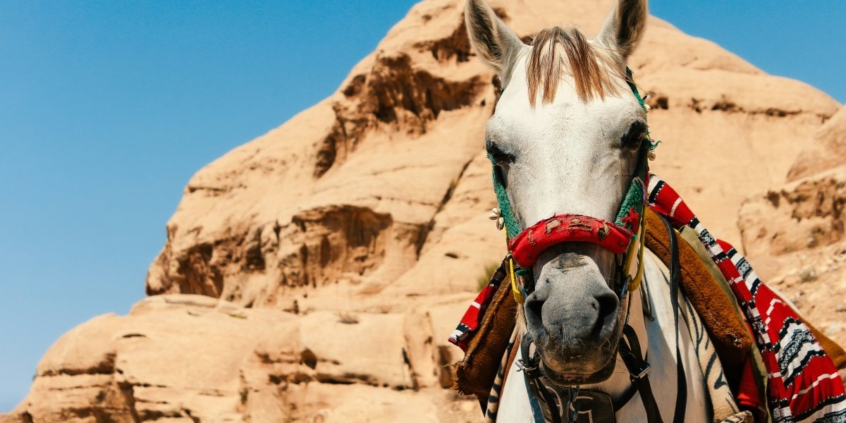 Philanthropist Ann Lesley Smith Explores Why Purebred Arabian Horses Teach Leadership Better Than the Boardroom