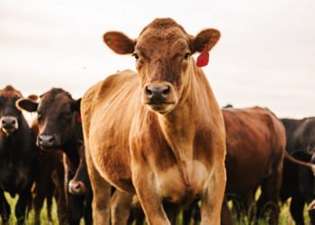 The Real Reason Grass-Fed Beef Costs More, and Why Shoppers Don't Mind