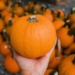 Half Moon Bay Prepares for Its 54th Art & Pumpkin Festival October 17–18 and the World Championship Weigh-Off October 12