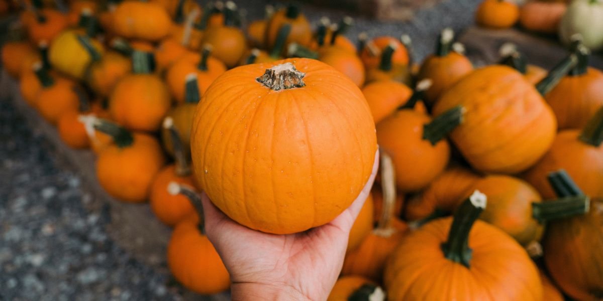 Half Moon Bay Prepares for Its 54th Art & Pumpkin Festival October 17–18 and the World Championship Weigh-Off October 12